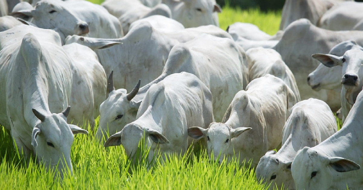 acrimat-leva-‘pecuaria-em-pauta’-a-sao-paulo-e-promove-lancamento-oficial-da-unapec